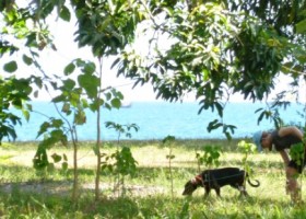 beach-property-puerto-amuelles-COro-L7-12a